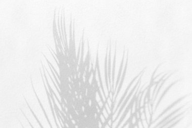 Gray shadow of natural palm leaf abstract background falling on white concrete wall texture for background and wallpaper. Tropical palm leaves foliage shadow overlay effect, mockup and desig