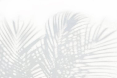Gray shadow of natural palm leaf abstract background falling on white concrete wall texture for background and wallpaper. Tropical palm leaves foliage shadow overlay effect, mockup and desig