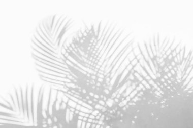 Gray shadow of natural palm leaf abstract background falling on white concrete wall texture for background and wallpaper. Tropical palm leaves foliage shadow overlay effect, mockup and desig