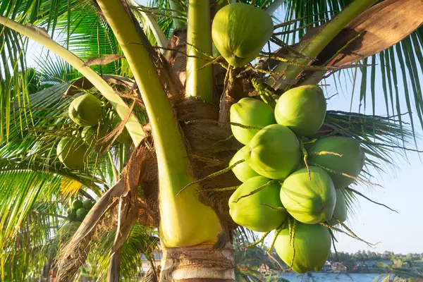 Young coconut fruit growing hanging on tree. Bunch of tropical young green coconuts with morning sunligh