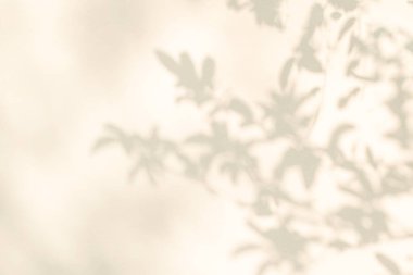 Yaprak gölgesi ve duvar bej arka planında ışık. Doğa tropikal gri yapraklar bitki ve ağaç gölgesi. Arka plan duvar kağıdı ve tasarımı için güneş ışığı deseni var. Gölge effec.