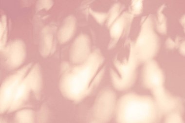 Yaprak gölgesi ve pembe arka planda ışık. Doğa tropikal yapraklar ağaç dalları ve bitki gölgesi. Yaprakların şekillendirilmesi için duvar dokusundaki güneş ışığı.