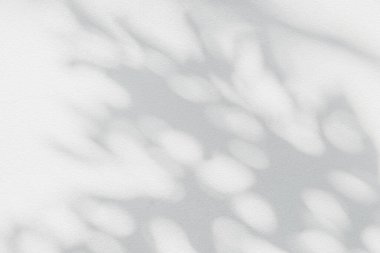 Soyut yaprak gölgesi ve ışık bulanık arkaplan. Doğal yapraklar ağaç dalları gölgeler ve güneş ışığı arka plan duvar kağıdı ve tasarımı için beyaz beton duvar dokusu üzerine lekelenmiş, gölge effec