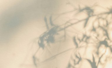 Ağaç gölgesi ve yaprak dalının ışığı. Doğa, arka plan duvar kağıdı tasarımı için tropikal orman ağacı dalları karanlık gölgeler ve güneş ışığından gelen ışık ve gölge effec örtüsü bırakır.