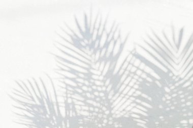 Doğal palmiye yaprağının gri gölgesi ve arka plan ve duvar kağıdı için beyaz duvar dokusuna düşen soyut arkaplan. Tropik palmiye yaprakları yaprak gölgesi efekti, yeşillik modeli ve desen