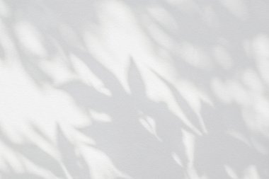 Yaprak gölgesi ve arka plandaki ışık. Doğal tropikal yapraklar ağaç dallarının gölgesinde güneş ışığı üretir. Arkaplan duvar kağıdı için beyaz duvar dokusu üzerindeki güneş ışığı, gölge efekti taklit yeşillik efekti