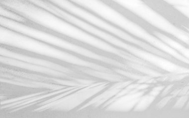 Arka plan ve duvar kağıdı için beyaz duvar dokusuna düşen doğal palmiye yaprağının gri gölgesi. Tropik palmiye yaprakları yaprak gölgesi efekti, yeşillik modeli ve desen