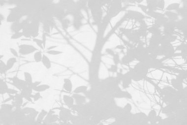 Ağaç gölgesi ve yaprak dalının ışığı. Doğa, arka plan duvar kağıdı tasarımı için tropikal orman ağacı dalları karanlık gölgeler ve güneş ışığından gelen ışık ve gölge effec örtüsü bırakır.