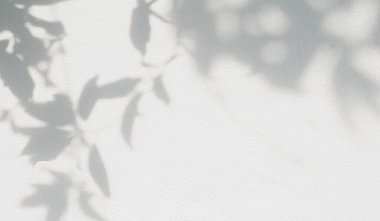 Yaprak gölgesi ve arka planda ışık. Doğa tropikal yaprakları ağaç dalları ve güneş ışığından gelen gölgeli bitki gölgesi arka plan duvar kağıdı için beyaz duvar dokusuna lekelenmiş, gölge effec