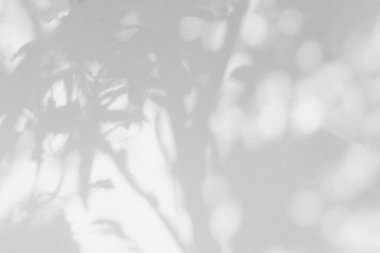 Ağaç gölgesi ve yaprak dalı. Doğa, arka plan duvar kâğıdı ve tasarımı için beyaz duvar dokusuna tropikal orman ağacı dalları karanlık gölge ve aydınlık bırakır.