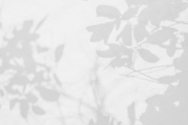 Yaprak gölgesi ve arka planda ışık. Doğa tropikal yapraklar ağaç dalları duvar kağıtları için güneş ışığını beyaz duvara yansıtır, gölge efekti modelleme, grafik düzenleme, duvar kağıdı, dekor