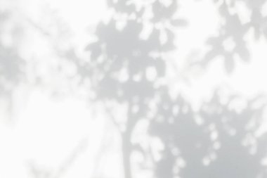 Ağaç gölgesi ve yaprak dalı. Doğa, arka plan duvar kâğıdı ve tasarımı için beyaz duvar dokusuna tropikal orman ağacı dalları karanlık gölge ve aydınlık bırakır.