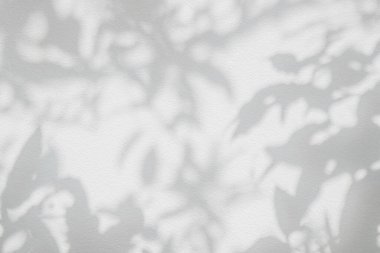 Yaprak gölgesi ve arka plandaki ışık. Doğal tropikal yapraklar ağaç dallarının gölgesinde güneş ışığı üretir. Arkaplan duvar kağıdı için beyaz duvar dokusu üzerindeki güneş ışığı, gölge efekti taklit yeşillik efekti