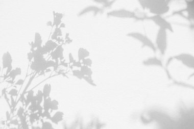 Yaprak gölgesi ve arka planda ışık. Doğa tropikal yapraklar ağaç dalları duvar kağıtları için güneş ışığını beyaz duvara yansıtır, gölge efekti modelleme, grafik düzenleme, duvar kağıdı, dekor