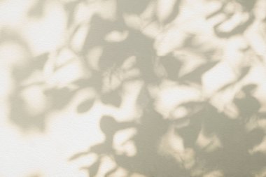 Soyut yaprak gölgesi ve ışık bulanık arkaplan. Doğal yapraklar ağaç dalları gölgeler ve güneş ışığı arka plan duvar kağıdı ve tasarımı için beyaz beton duvar dokusu üzerine lekelenmiş, gölge effec