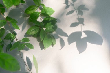 Yaprak gölgesi ve güneş ışığı yansıması. Yeşil bitki yaprakları ve gölgeli gri karanlık, ışık, beton duvarda aydınlatma, duvar kağıdı. Gölgeler arka gruplandırma etkisi