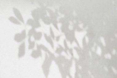 Yaprak gölgesi ve arka plandaki ışık. Doğal tropikal yapraklar ağaç dallarının gölgesinde güneş ışığı üretir. Arkaplan duvar kağıdı için beyaz duvar dokusu üzerindeki güneş ışığı, gölge efekti taklit yeşillik efekti