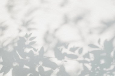 Yaprak gölgesi ve ağaç dalı. Doğa, ağaç dalından ayrılır ışık bokeh güneş ışığını gölgeler arka plan duvar kağıdı için beyaz duvar dokusu, gölgeler efekt efekti alay