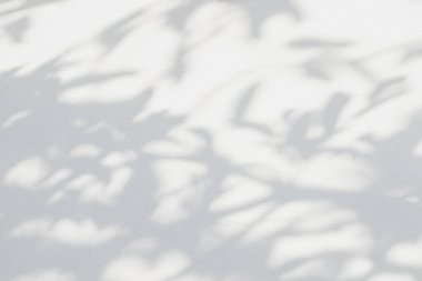 Yaprak gölgesi ve arka planda gri duvar ışığı. Doğal tropikal yapraklar ağaç dallarının gölgesinde güneş ışığı üretir. Arkaplan duvar kağıdı için beyaz duvar dokusu üzerindeki güneş ışığı, gölge efekti taklit yeşillik efekti