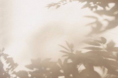 Yaprak gölgesi ve duvar bej arka planında ışık. Doğa tropikal yapraklar bitki ve ağaç gölgesi. Arka plan duvar kağıdı ve tasarımı için güneş ışığı deseni var. Gölge effec.