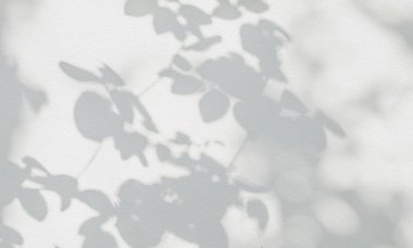 Gül yaprağı gölgesi. Güneş ışığı ve gölgeler, gül yaprağı dalları bitkisinin güneş ışığı, gri gül yaprakları, dalga geçmek için gölge etkisi.