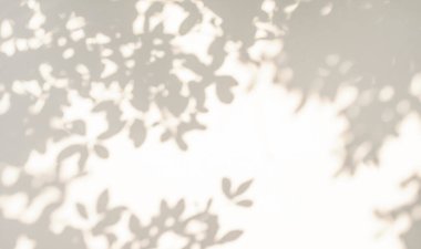 Yaprakların hafif gölgesi ve ağaç dalı arka planı. Doğal yapraklar ağaç dalları bej gölgeler ve beyaz duvar dokusunda güneş ışığı, gölge örtüsü mozaiği, grafik düzenleme, duvar kağıdı, arzulanan