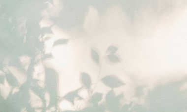 Gölge ve güneş ışığı, yaprakların yansıması. Orman gri yaprak bitkileri gölgeler ve arka planda ışıklandırma, doğal gölgeler yeşillendirme efekti duvar kağıdı ve desen