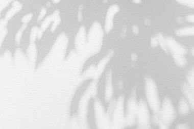 Yaprak gölgesi ve açık gri arka plan. Doğal tropikal yapraklar, ağaç dallarının gölgelerini duvarlara serer. Arkaplan duvar kağıdı için beyaz duvar dokusu üzerindeki güneş ışığı, gölge efekti taklit yeşillik efekti