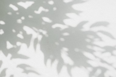 Yaprak gölgesi ve arka planda gri duvar ışığı. Doğal tropikal yapraklar ağaç dallarının gölgesinde güneş ışığı üretir. Arkaplan duvar kağıdı için beyaz duvar dokusu üzerindeki güneş ışığı, gölge efekti taklit yeşillik efekti