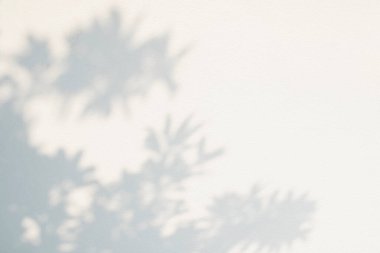 Gölge etkisi, beyaz duvardaki doğal yaprak ağaç dalının güneş ışığıyla örtülmüş. Doğa gölge ve ışık bulanık arkaplan bırakır, yeşillik modellemesi için üstüste koyma efekti, sancak grafik tasarımı arzusu