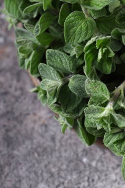 taze yeşil kekik kokulu organik