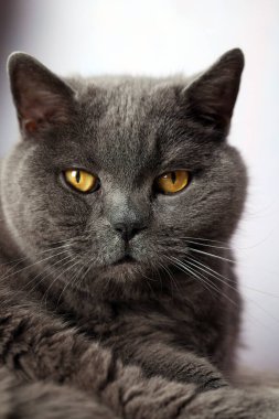 portrait british shorthair cat with orange eyes, pet