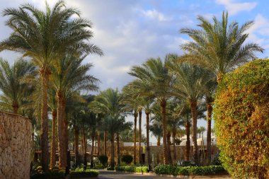 hotel area with palm trees landscape design