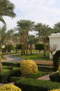 hotel area with palm trees landscape design