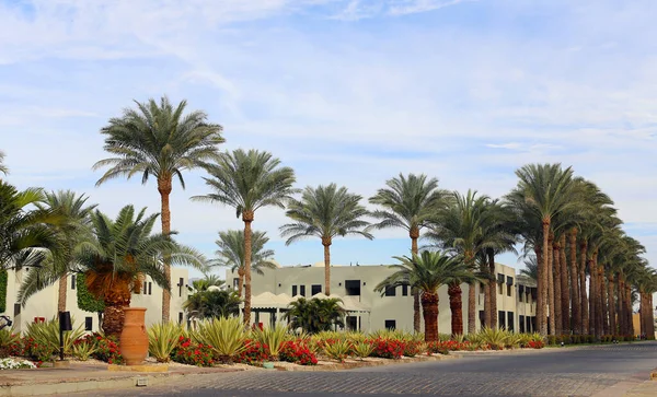 Hotel Area Palm Trees Landscape Design — Foto de Stock