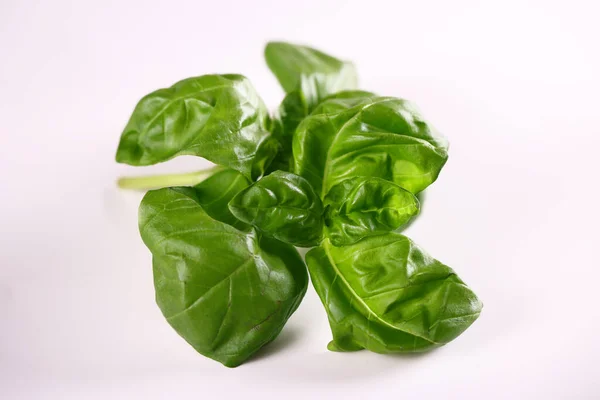 Fresh Green Organic Basil Leaves — Stock Photo, Image