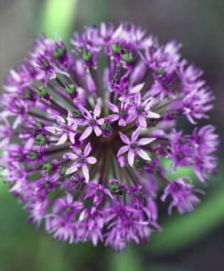 Bahçe dekorasyonu için bahar çiçekleri