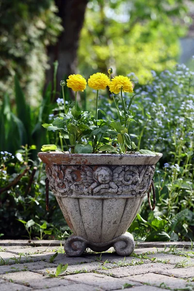 stock image garden flowers ranunculus buttercups for decoration