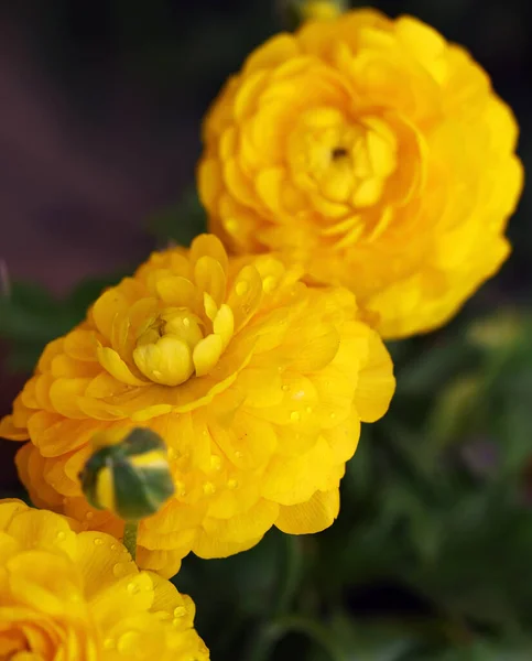 庭の花装飾のためのランヌクラスバターカップ — ストック写真