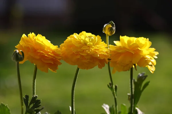 庭の花装飾のためのランヌクラスバターカップ — ストック写真