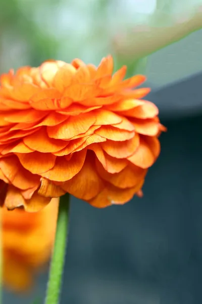 Çiçek Desenli Çiçekleri Süslemek Için — Stok fotoğraf