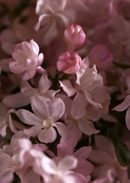 Still Life Bouquet Lilacs Decoration — Stock Photo, Image