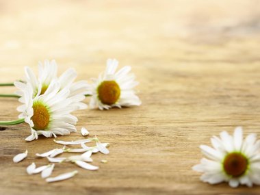 Masadaki doğal taze papatya çiçekleri.