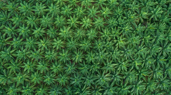 Άποψη Υψηλής Γωνίας Της Φυτείας Φοινικέλαιου Που Φυτεύεται Ομαλό Τρόπο — Φωτογραφία Αρχείου