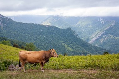 Kuzey İspanya 'da Asturias' ta bir yamaçta inek
