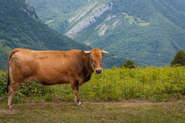 Kuzey İspanya 'da Asturias' ta bir yamaçta inek