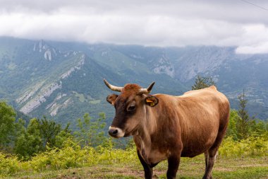 Kuzey İspanya 'da Asturias' ta bir yamaçta inek