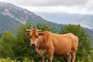 Kuzey İspanya 'da Asturias' ta bir yamaçta inek