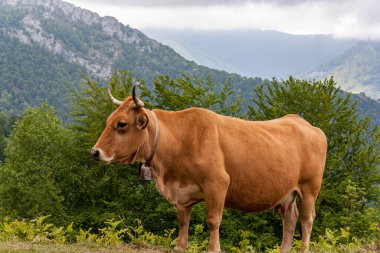 Kuzey İspanya 'da Asturias' ta bir yamaçta inek