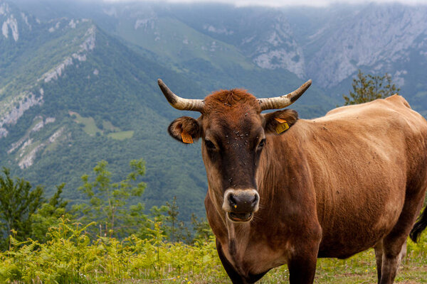 Cow on a hillside in Asturias in northern Spain